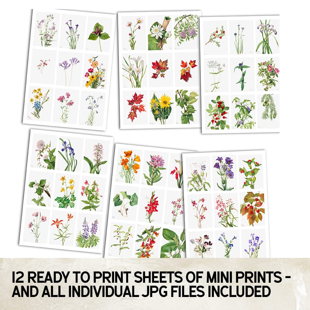 100 Vintage Botanical Floral Prints – Digital Download