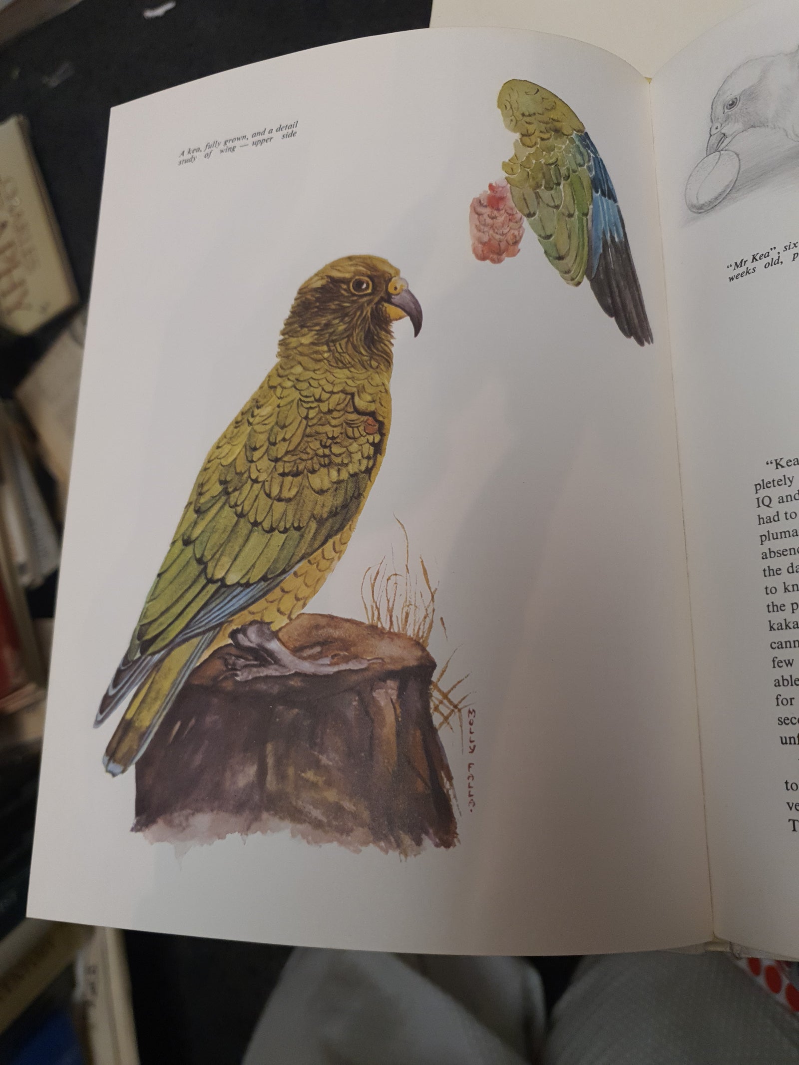 A Sketchbook of New Zealand Birds by Molly Falla