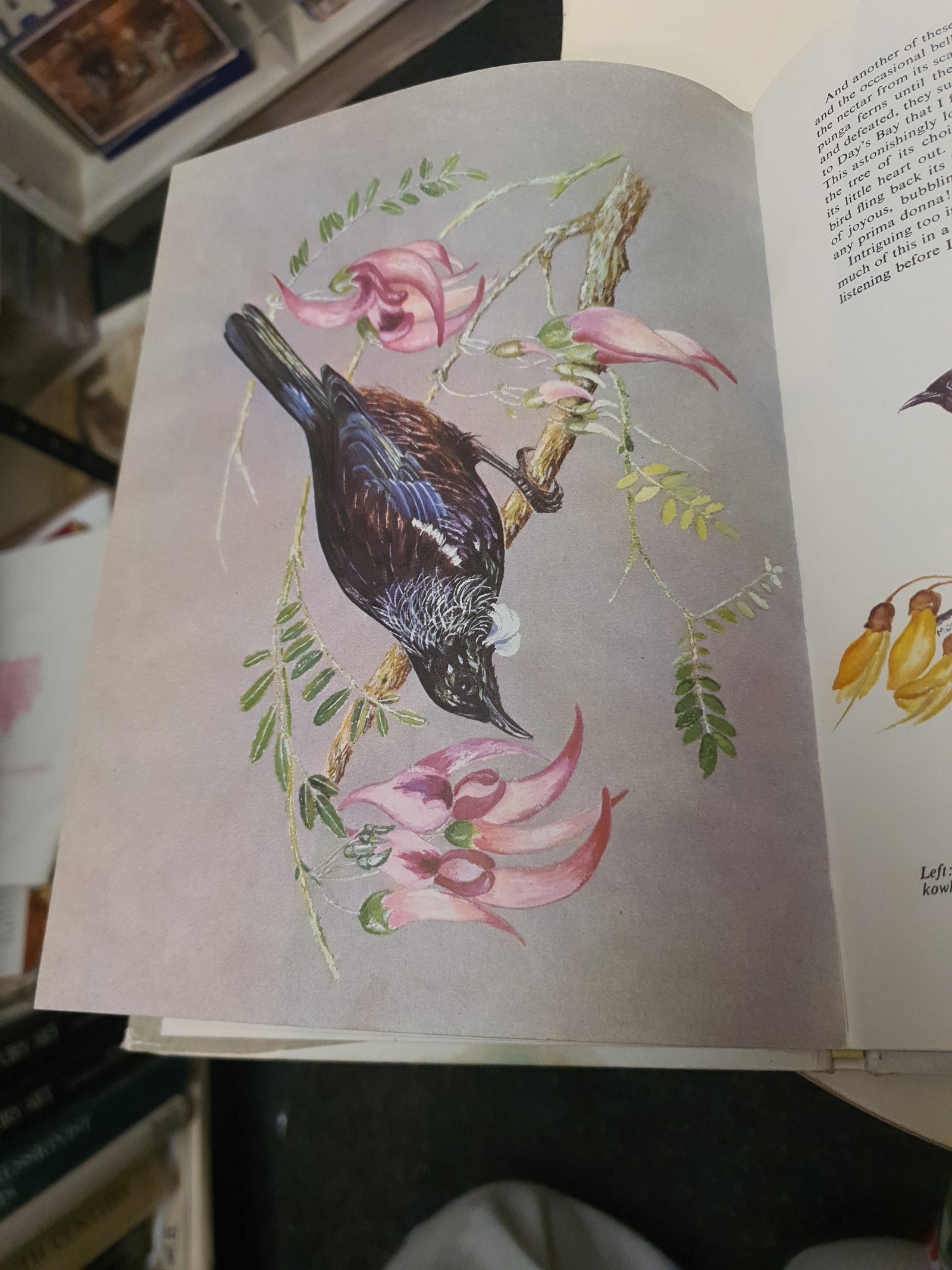 A Sketchbook of New Zealand Birds by Molly Falla