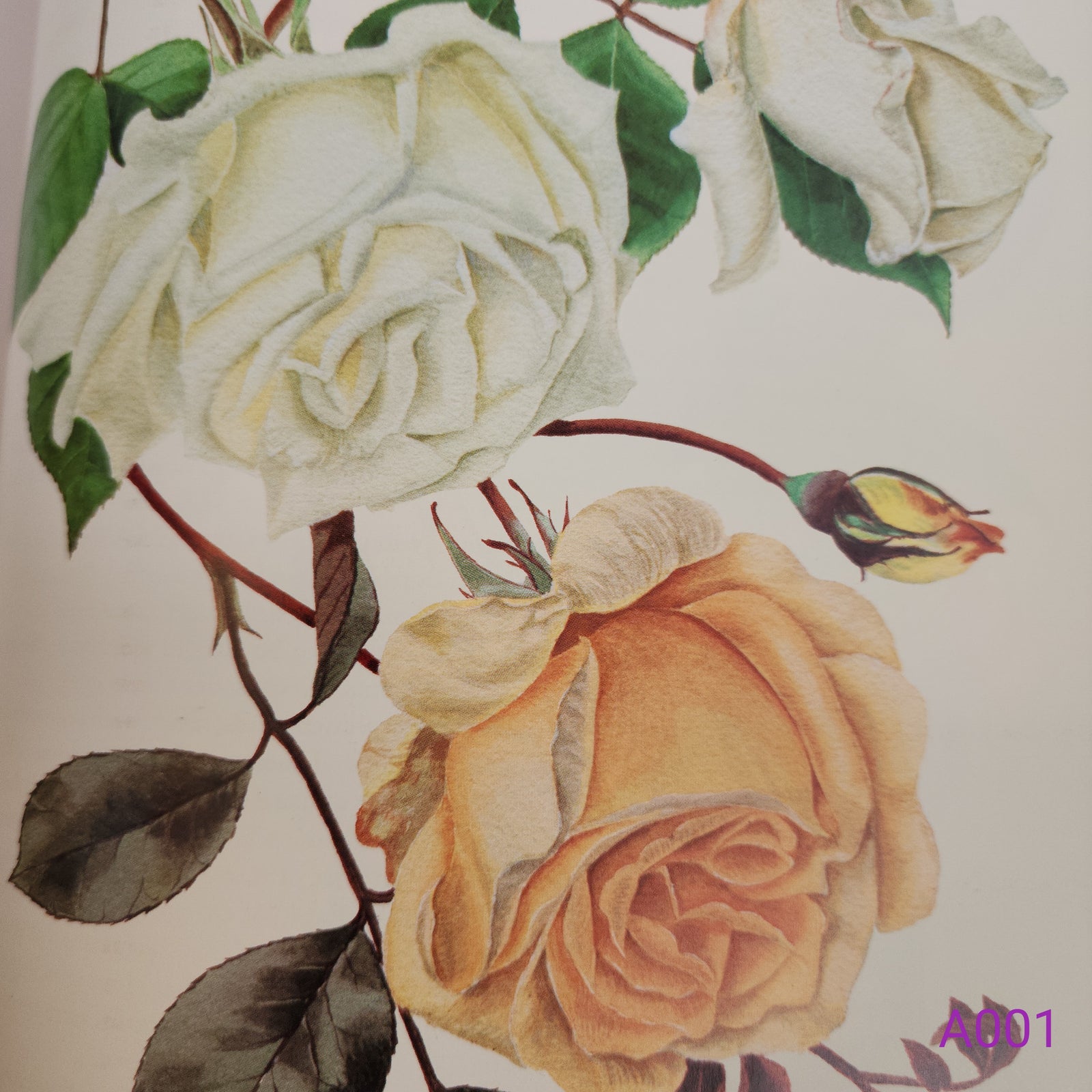 The Complete Flower Paintings and Drawings of Graham Stuart Thomas by Graham Stuart Thomas