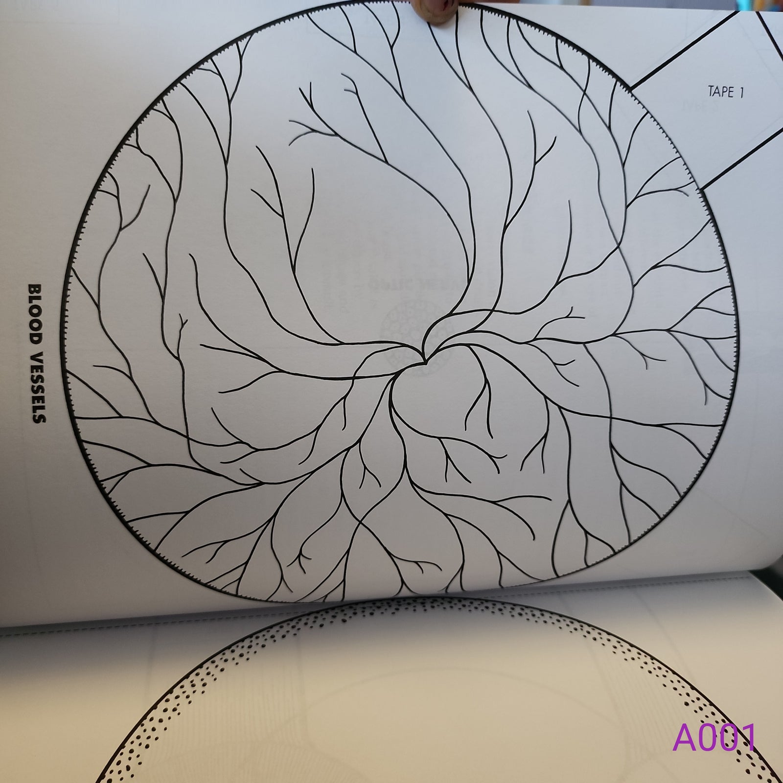 The Body Book: Easy-To-Make Hands-On Models That Teach by Donald M. Silver and Patricia J. Wynne