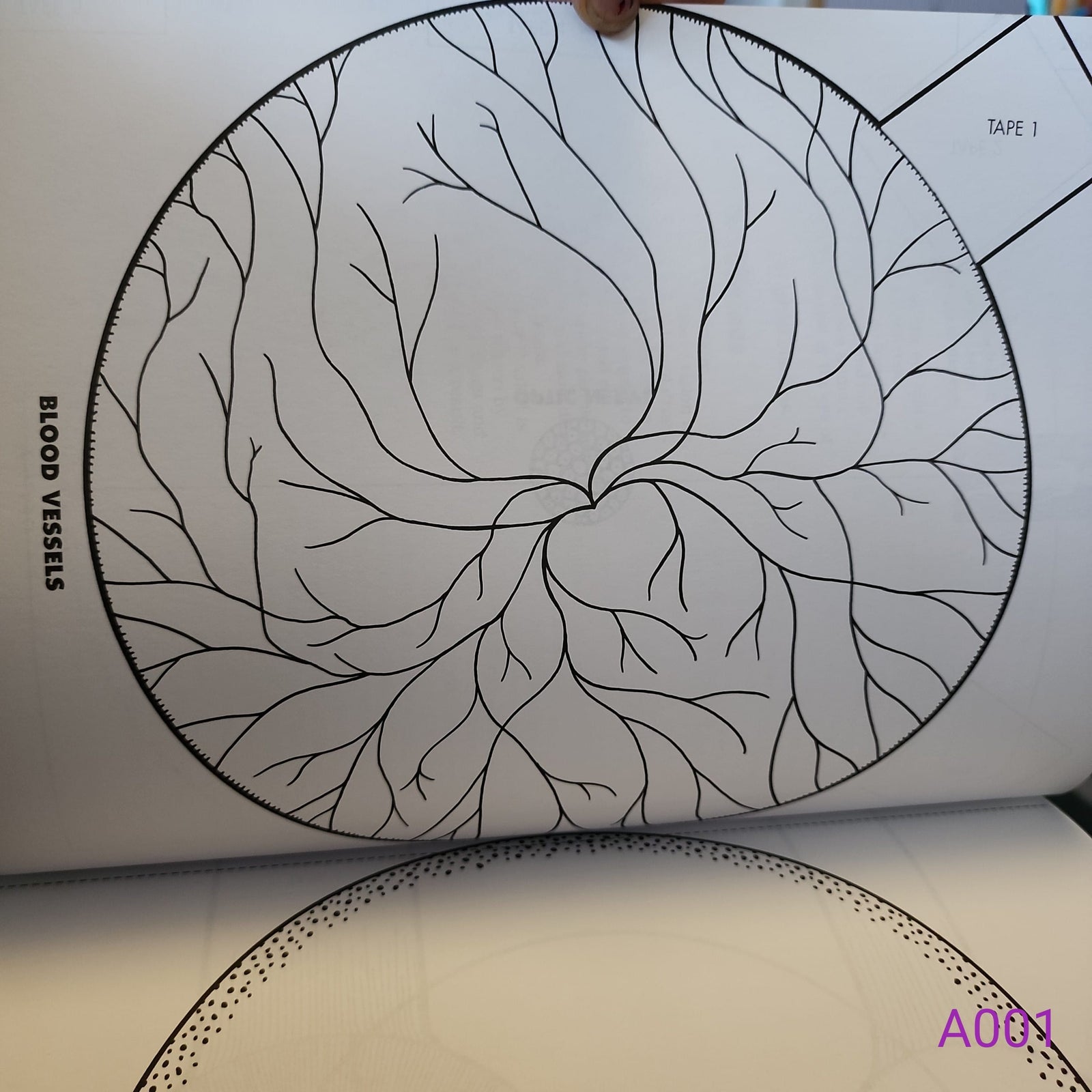 The Body Book: Easy-To-Make Hands-On Models That Teach by Donald M. Silver and Patricia J. Wynne