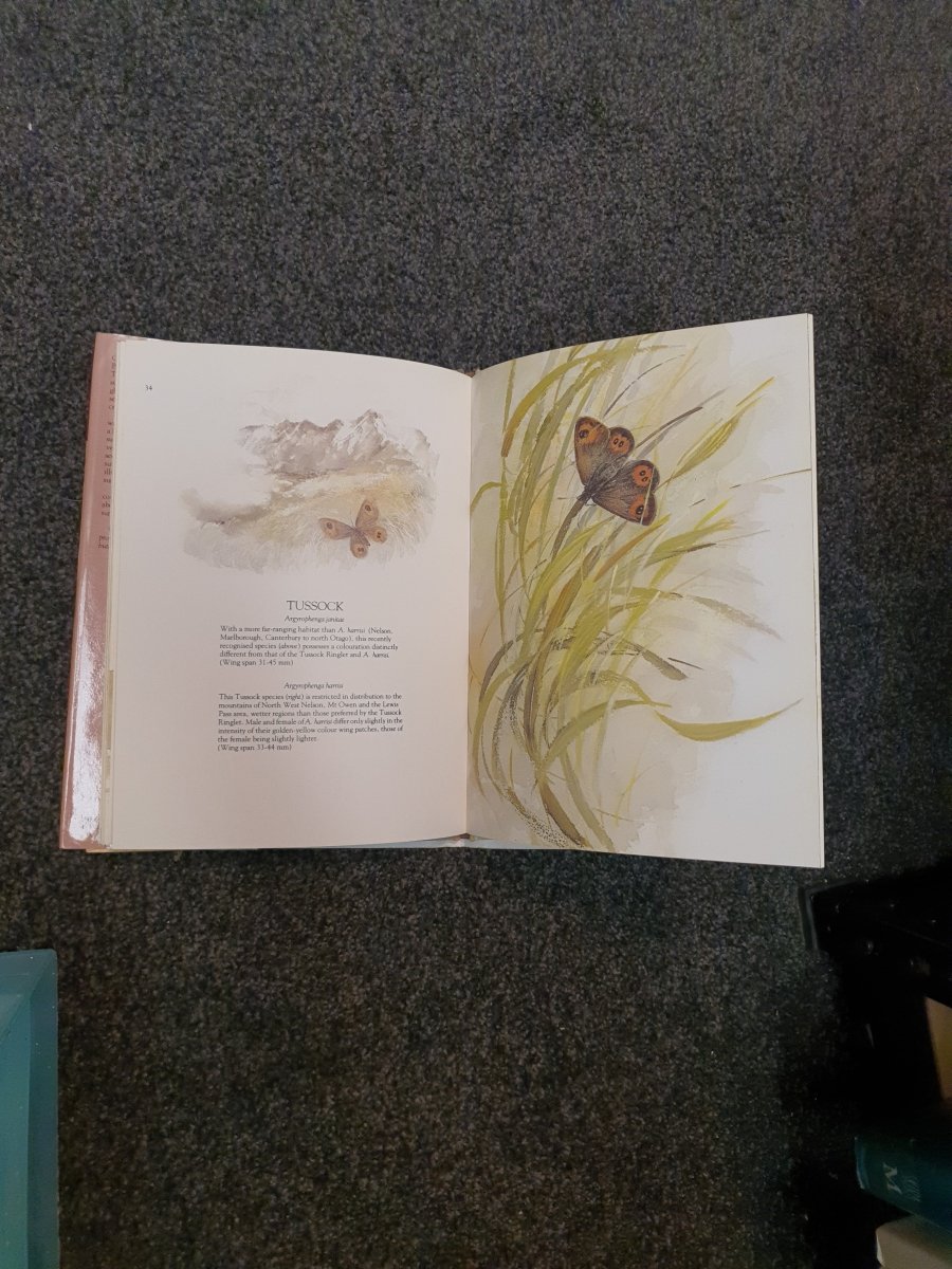 Catherine Hamilton's Butterflies of New Zealand by Catherine Hamilton - Books Worth Keeping