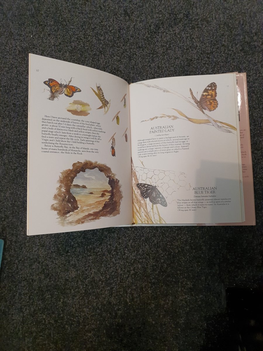 Catherine Hamilton's Butterflies of New Zealand by Catherine Hamilton - Books Worth Keeping