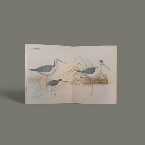 Waders in New Zealand by Elaine Power - Books Worth Keeping