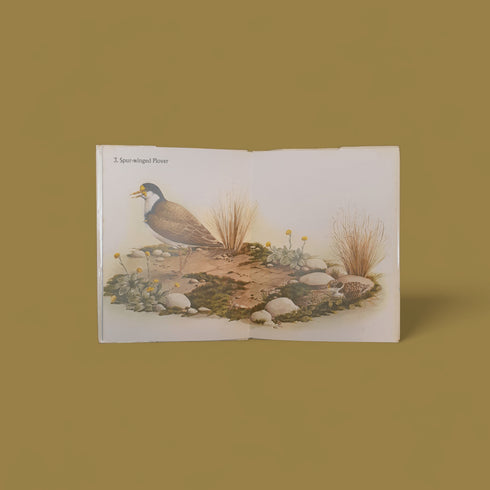 Waders in New Zealand by Elaine Power - Books Worth Keeping