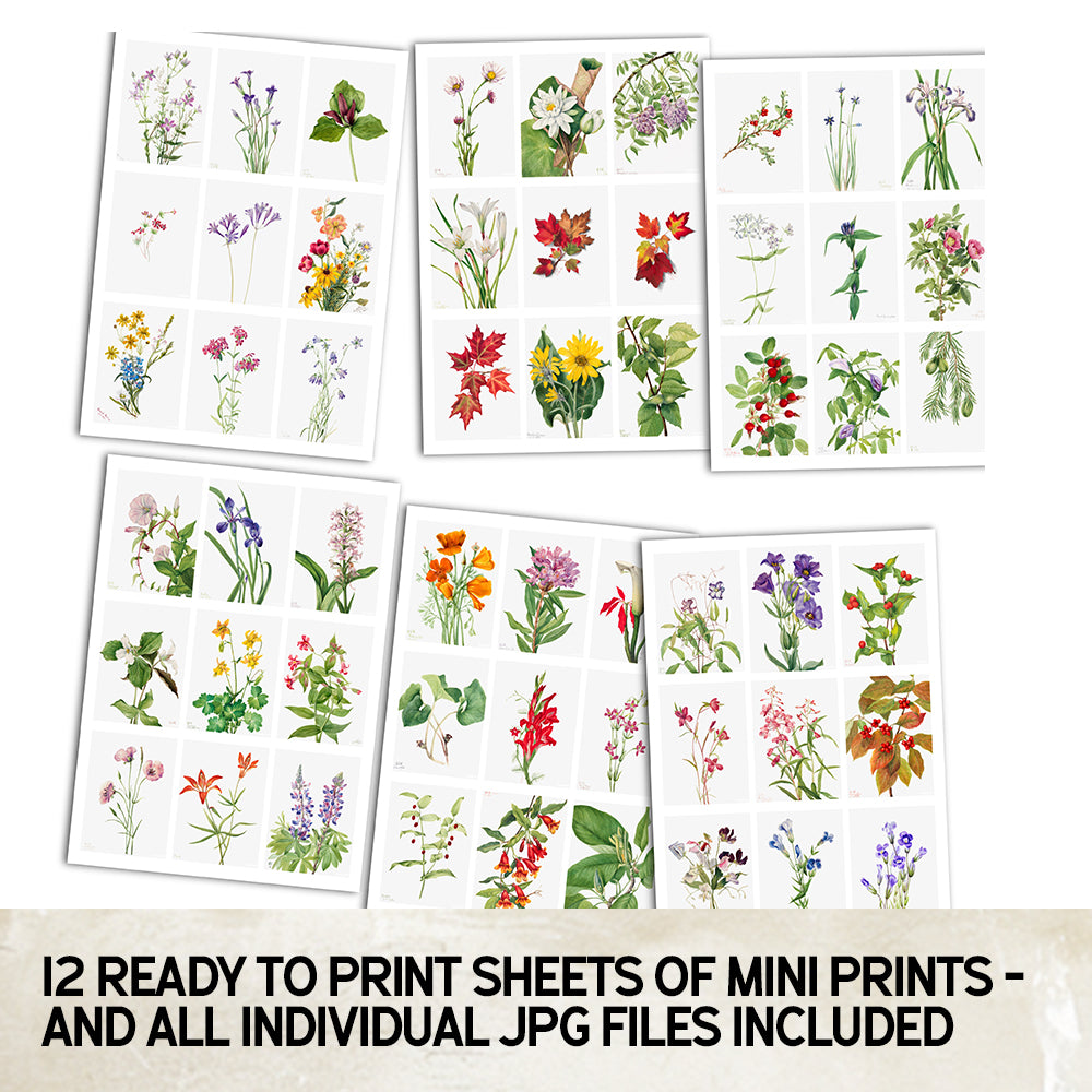 100 Vintage Botanical Floral Prints – Digital Download