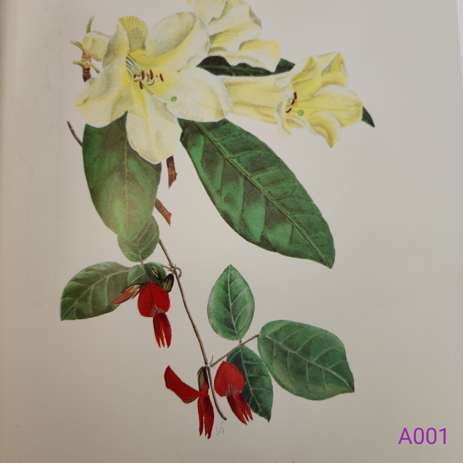 The Complete Flower Paintings and Drawings of Graham Stuart Thomas by Graham Stuart Thomas