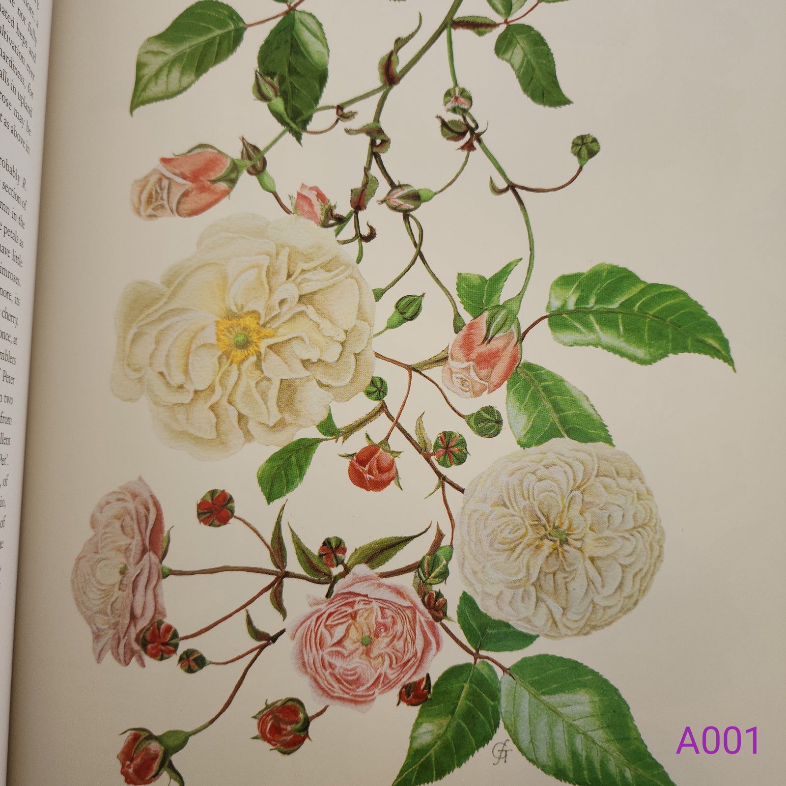 The Complete Flower Paintings and Drawings of Graham Stuart Thomas by Graham Stuart Thomas