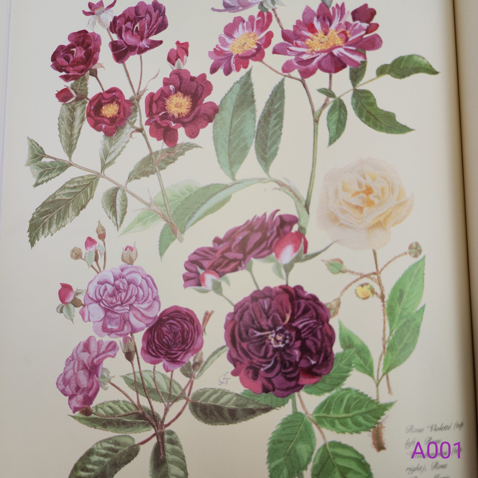 The Complete Flower Paintings and Drawings of Graham Stuart Thomas by Graham Stuart Thomas