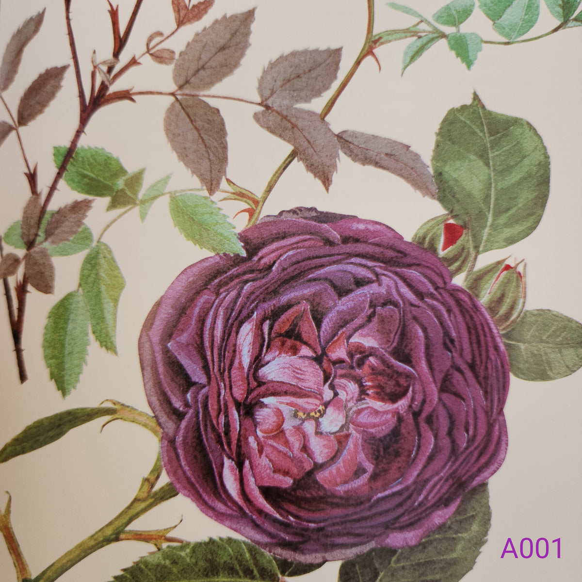 The Complete Flower Paintings and Drawings of Graham Stuart Thomas by Graham Stuart Thomas