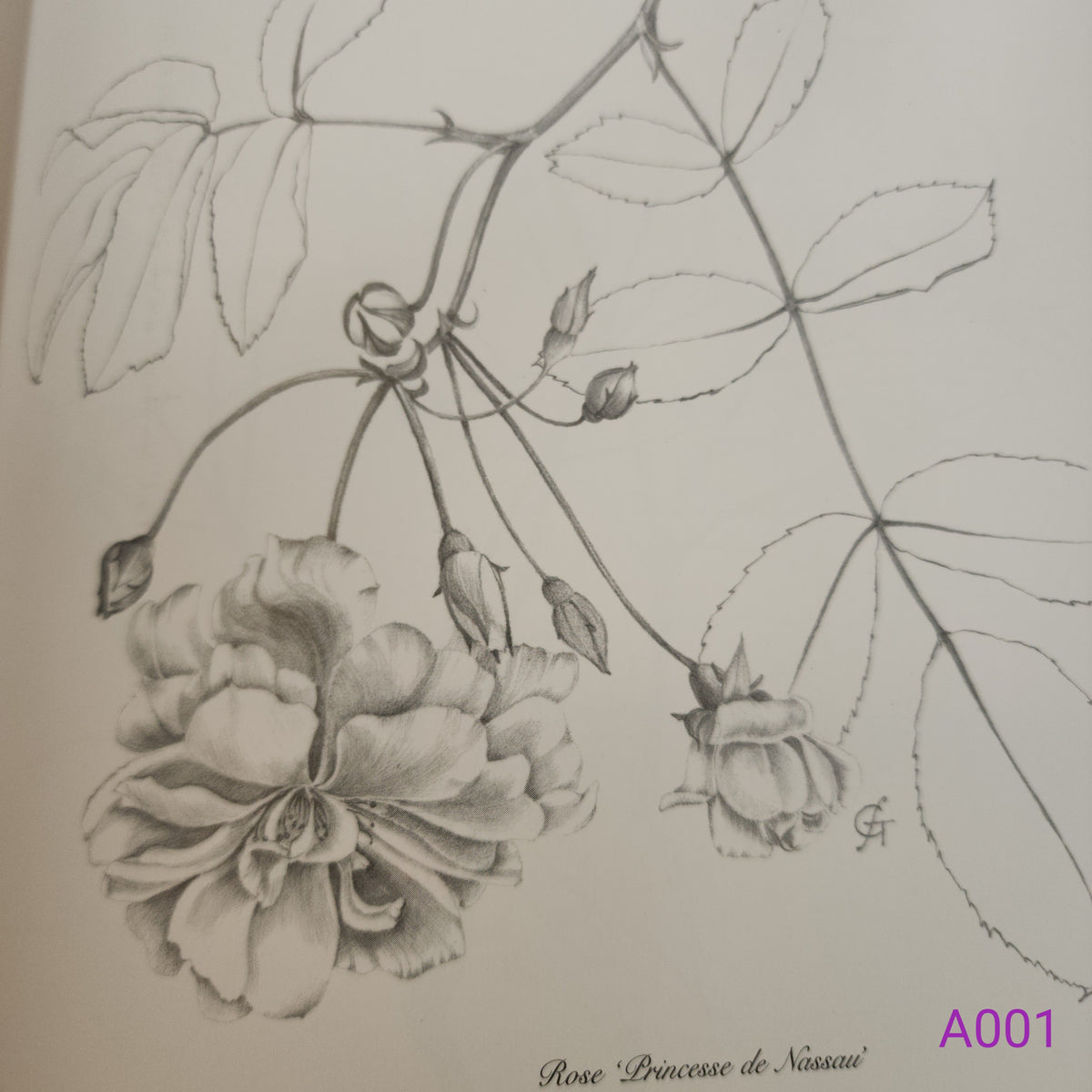 The Complete Flower Paintings and Drawings of Graham Stuart Thomas by Graham Stuart Thomas