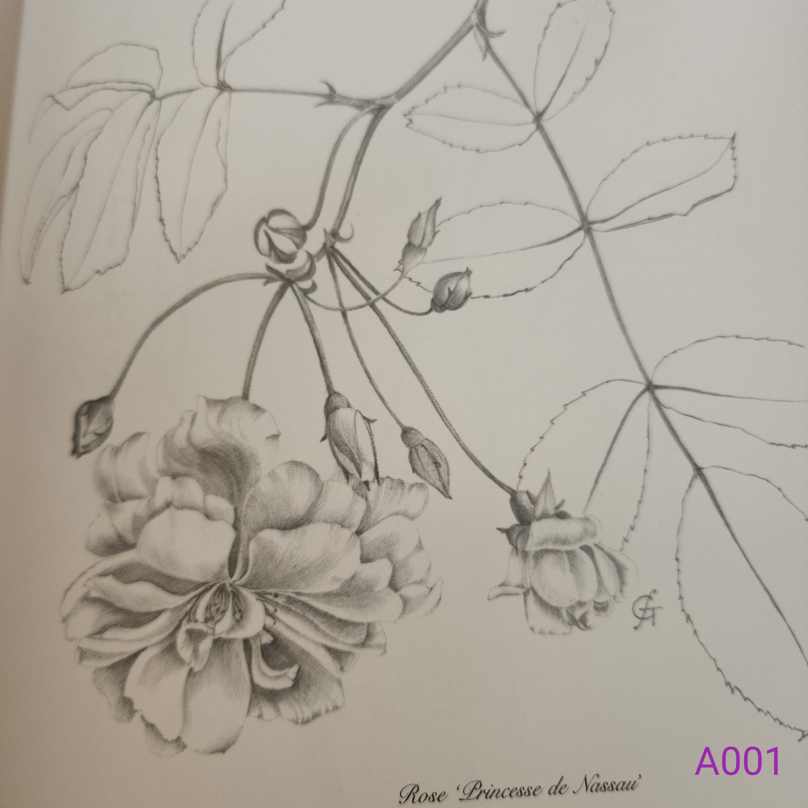 The Complete Flower Paintings and Drawings of Graham Stuart Thomas by Graham Stuart Thomas