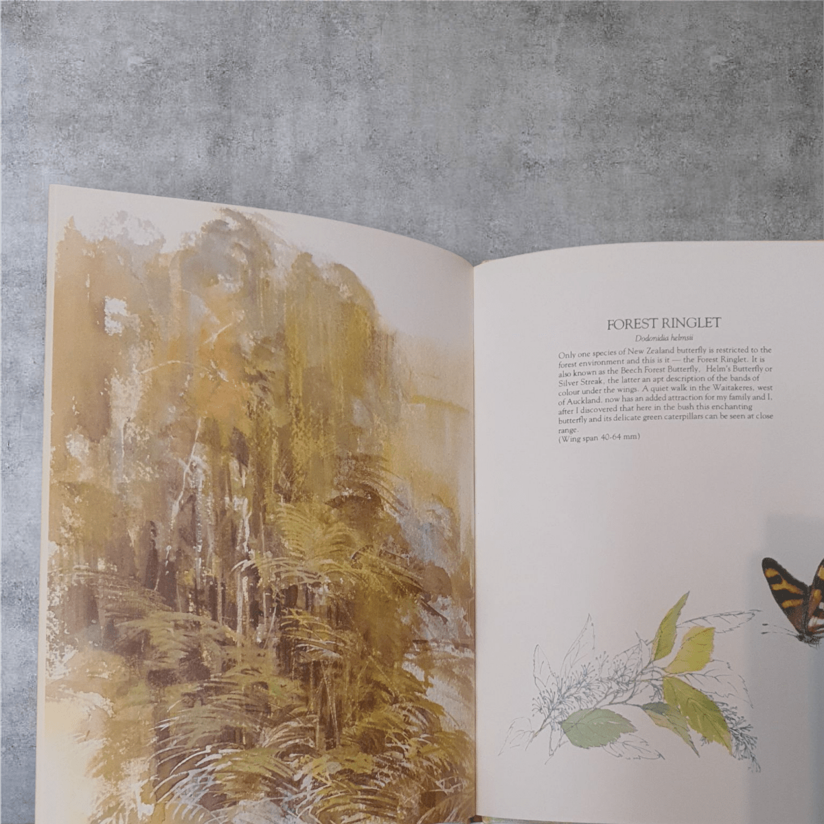 Catherine Hamilton's Butterflies of New Zealand by Catherine Hamilton - Books Worth Keeping