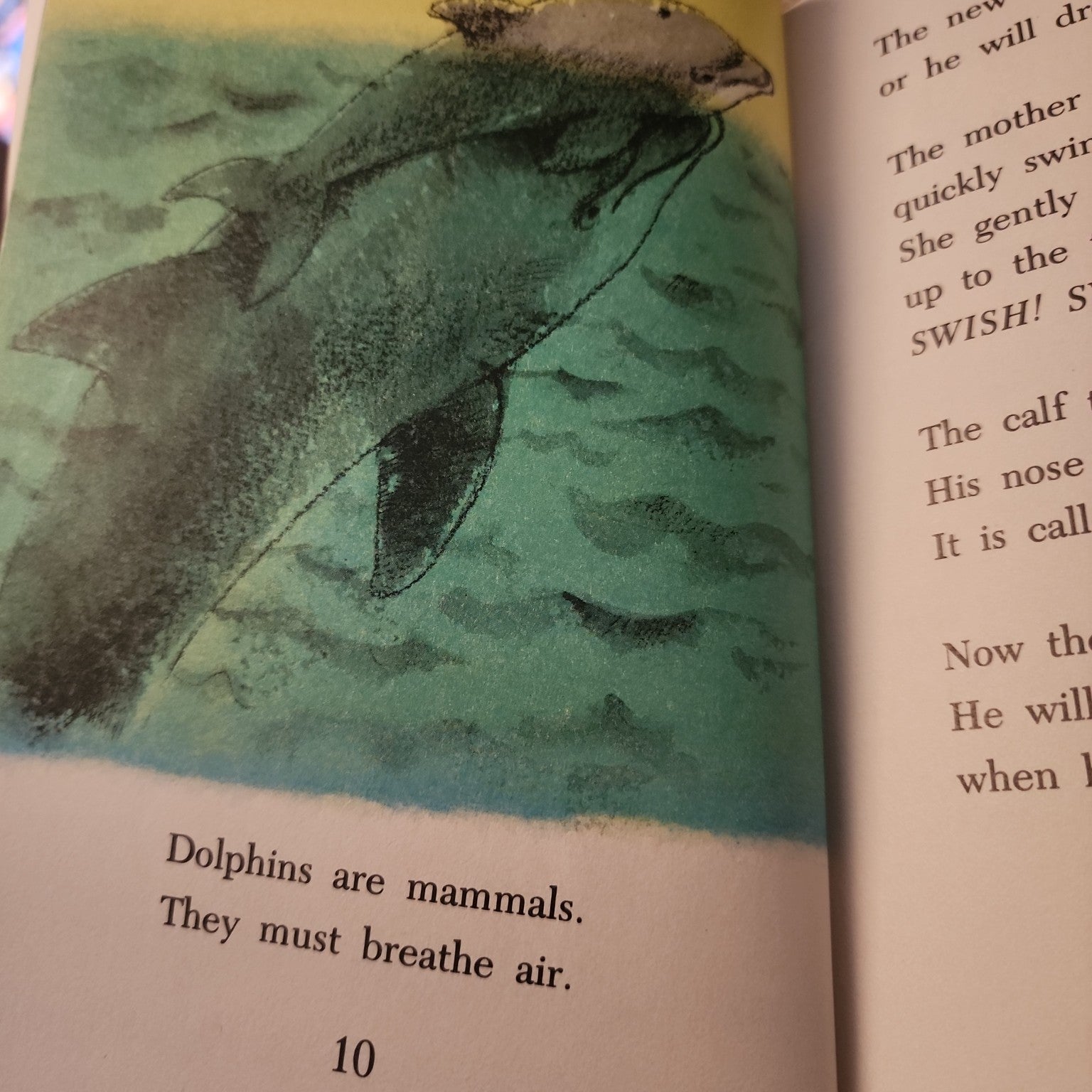 Dolphin by Robert A. Morris - interior dolphin illustration