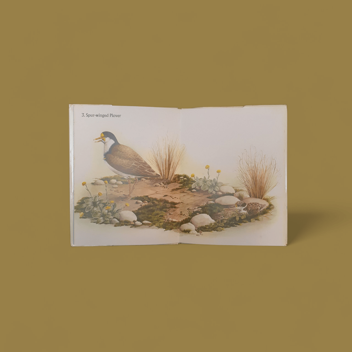 Waders in New Zealand by Elaine Power - Books Worth Keeping